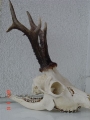 Rogacz Tadeusza Suszki