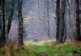 Polowanie zbiorowe - Dąbrowa 22.11.2014.