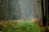 Polowanie zbiorowe - Dąbrowa 22.11.2014.