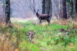 Polowanie zbiorowe - Dąbrowa 22.11.2014.