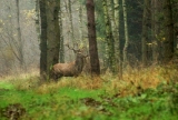 Polowanie zbiorowe - Dąbrowa 22.11.2014.