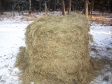 Dąbrowa  - 11.02.2012.