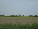 Dąbrowa 17.05.2013 - krukowate szkodniki na kukurydzy