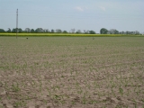 Dąbrowa 17.05.2013 - krukowate szkodniki na kukurydzy