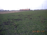 Kolejna szkoda wyrządzona przez dziki w pszenżycie. Obwód 200, Januszewo 20.03.2015.
