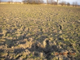 Szkoda wyrządzona przez dziki na zasiewach pszenżyta - Trzebisławki 05.03.2015.