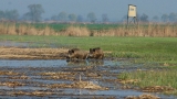 Dziki z Pierzchna 2015.04.25