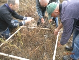 Szacowanie szkody łowieciej na łubinie