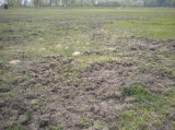 Szkody łowieckie 2016/2017 