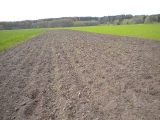 Szkody na ziemniakachh Dębice 24.04.2016