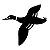 kaczka