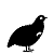 kuropatwa
